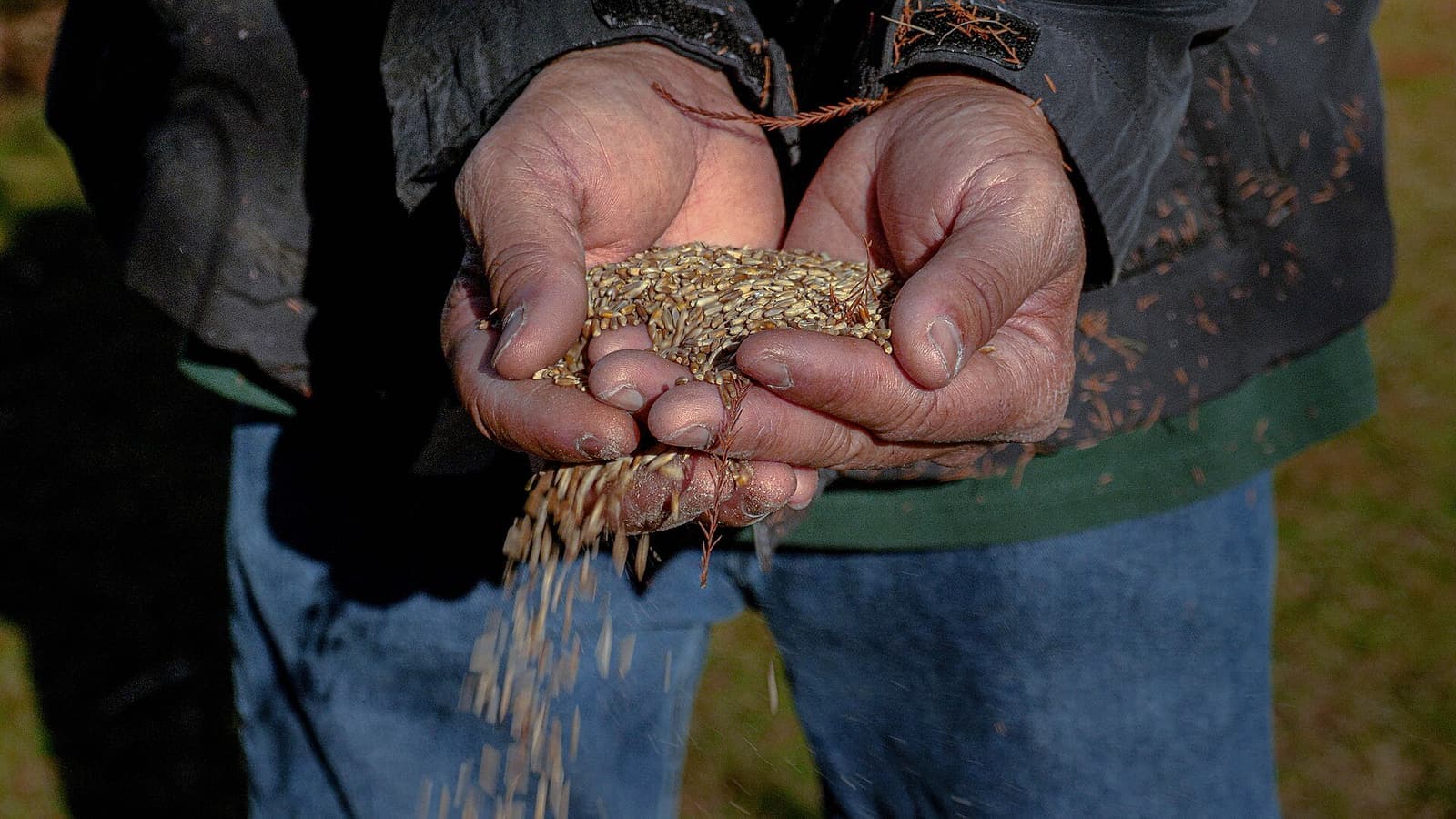 Hands pouring cereal rye seed